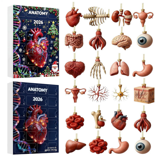 Anatomie Adventskalender 2026 | 24 Organe als Weihnachtsanhänger
